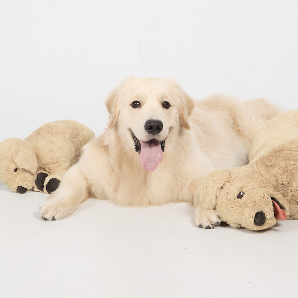 Cuby the Golden